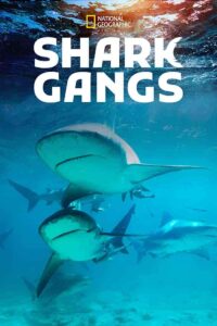 فيلم Shark Gangs 2021