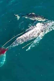 فيلم Shark vs. Whale 2020