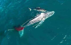 فيلم Shark vs. Whale 2020