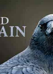 فيلم NOVA: Bird Brain 2021