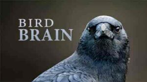 فيلم NOVA: Bird Brain 2021
