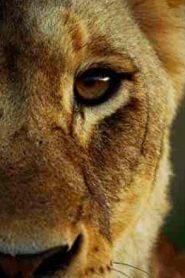فيلم Malika the Lion Queen 2021