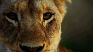 فيلم Malika the Lion Queen 2021