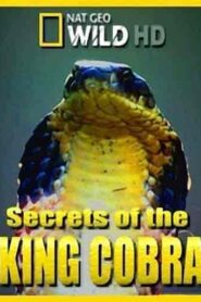 فيلم Secrets of the King Cobra 2010