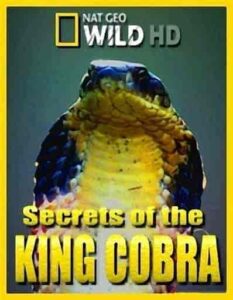 فيلم Secrets of the King Cobra 2010